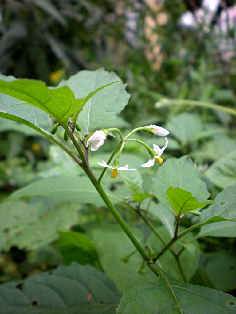 2009-09-12-Solanum-nigrum