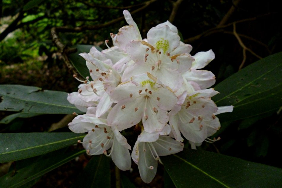 Rhododendron-maximum-2013-07-12-Fox-Chapel-01