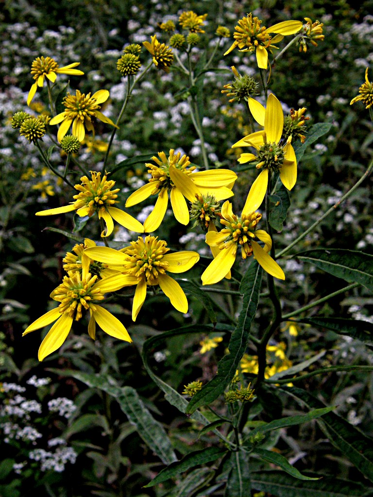 Actinomeris-alternifolia-2009-08-24-Mt-Lebanon-02