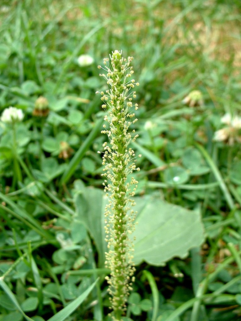Image of Common plantain flowering plant