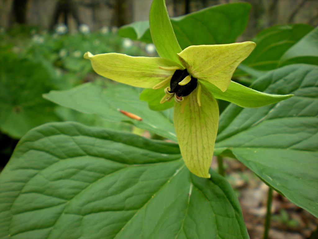 Wake-Robin, Yellow Form (Trillium erectum) – Flora Pittsburghensis